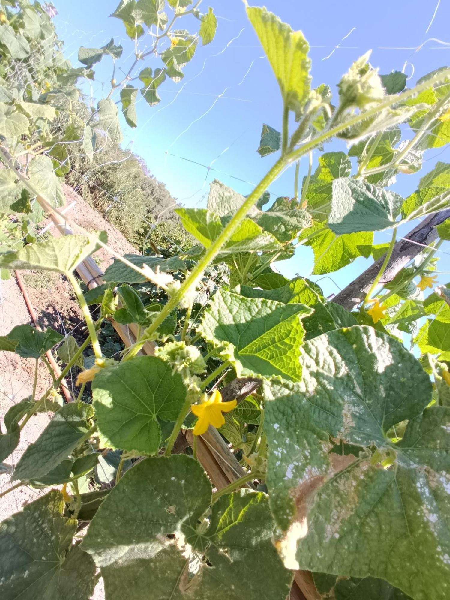 Agriturismo Le Campanelle - Sicilia - Cefalu Villa Lascari Dış mekan fotoğraf